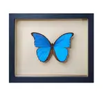 Wall Art | Shadowbox | Giant Blue Morpho Butterfly