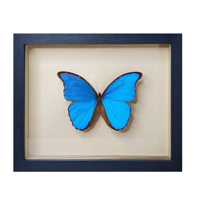 Wall Art | Shadowbox | Giant Blue Morpho Butterfly