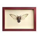 Wall Art | Shadowbox | Giant Cicada