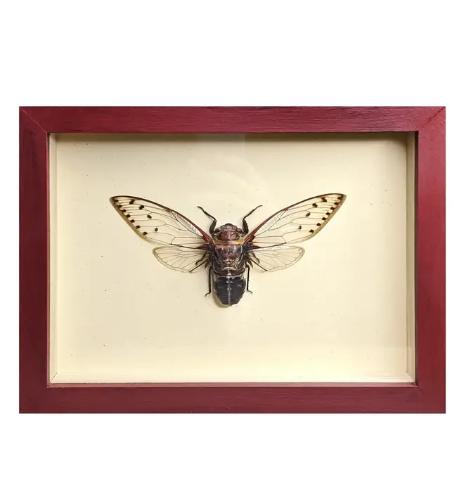 Wall Art | Shadowbox | Giant Cicada