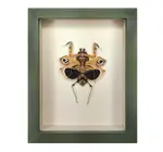 Wall Art | Shadowbox | Giant Dead-Leaf Mantis