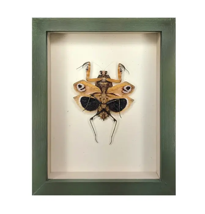 Wall Art | Shadowbox | Giant Dead-Leaf Mantis