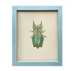 Wall Art | Shadowbox | Giant Leaf Insect