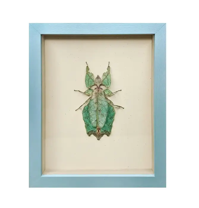 Wall Art | Shadowbox | Giant Leaf Insect