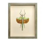Wall Art | Shadowbox | Giant Spotted Stick Insect