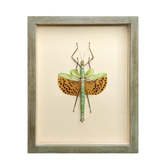 Wall Art | Shadowbox | Giant Spotted Stick Insect