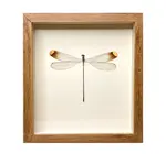 Wall Art | Shadowbox | Helicopter Damselfly