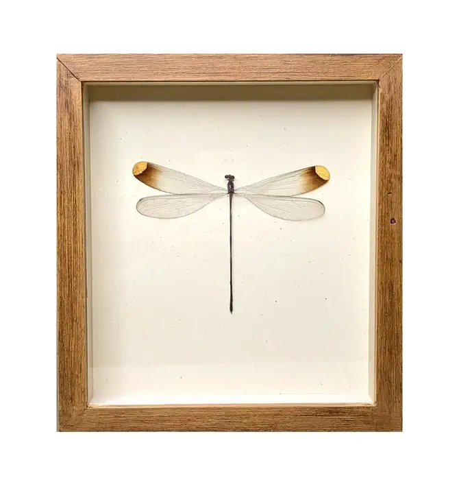 Wall Art | Shadowbox | Helicopter Damselfly