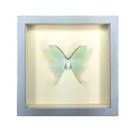 Wall Art | Shadowbox | Luna Moth