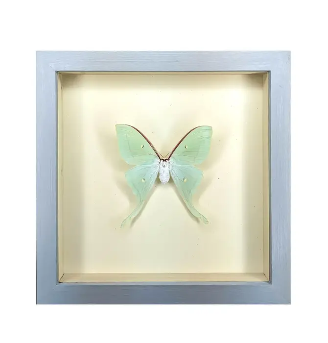 Wall Art | Shadowbox | Luna Moth