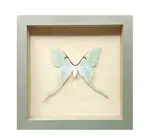 Wall Art | Shadowbox | Luna Moth