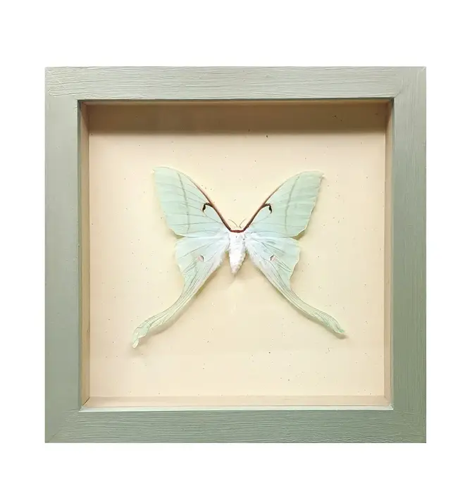 Wall Art | Shadowbox | Luna Moth