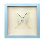 Wall Art | Shadowbox | Luna Moth
