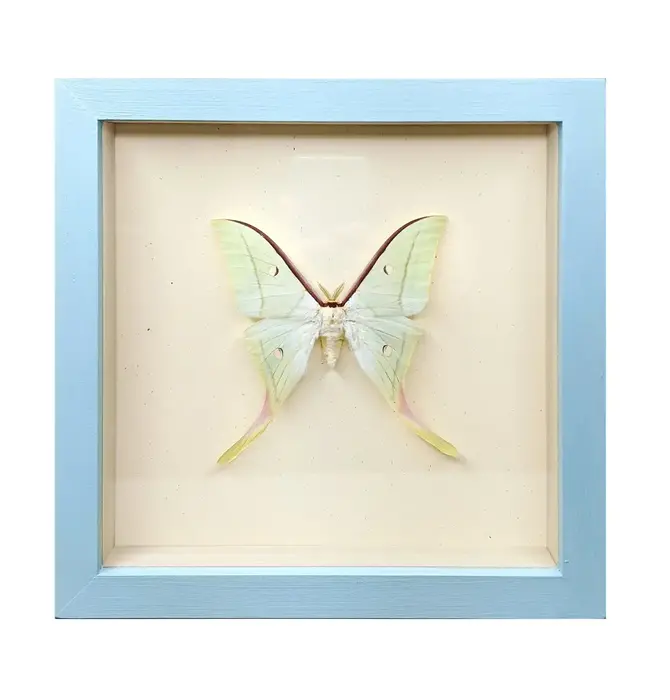 Wall Art | Shadowbox | Luna Moth