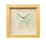 Wall Art | Shadowbox | Luna Moth