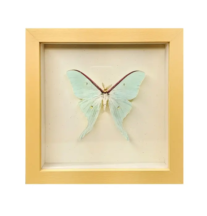 Wall Art | Shadowbox | Luna Moth