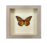 Wall Art | Shadowbox | Monarch Butterfly