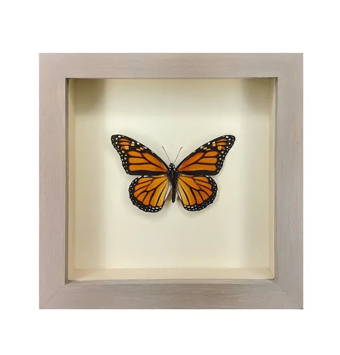 Wall Art | Shadowbox | Monarch Butterfly