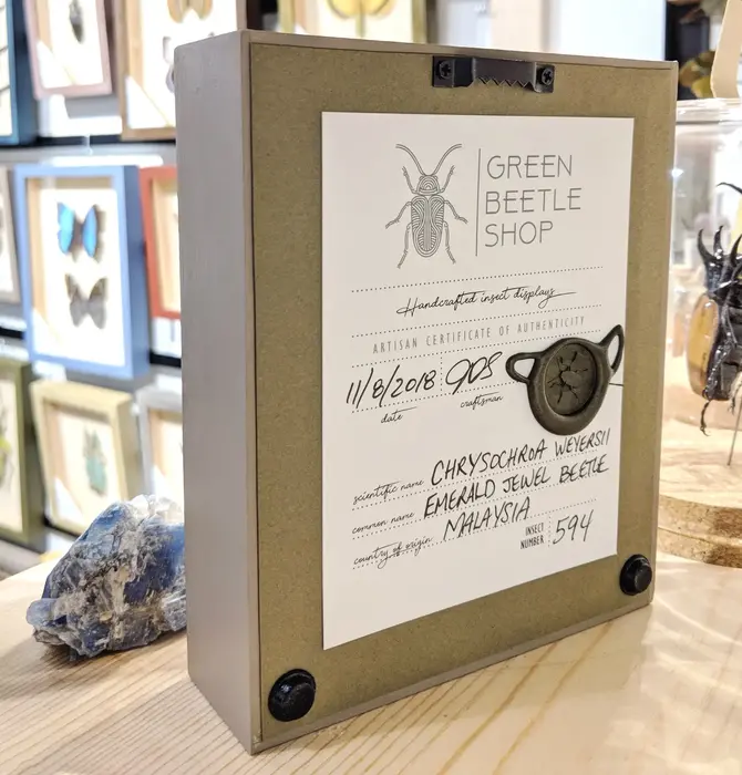 Wall Art | Shadowbox | Monarch Butterfly