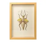 Wall Art | Shadowbox | Thorny Devil Yellow