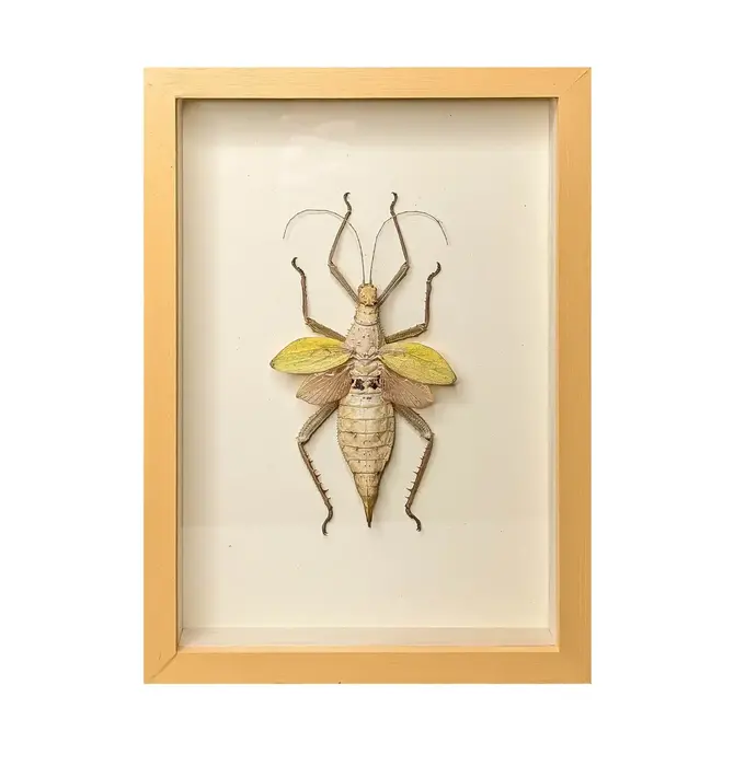 Wall Art | Shadowbox | Thorny Devil Yellow