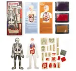 Toy | Stamp Set | Anatomy