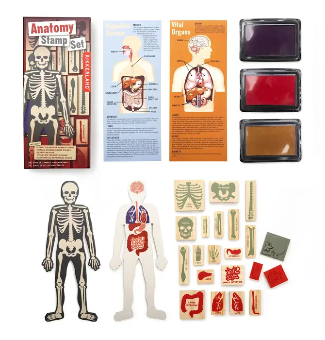 Toy | Stamp Set | Anatomy