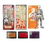 Toy | Stamp Set | Anatomy