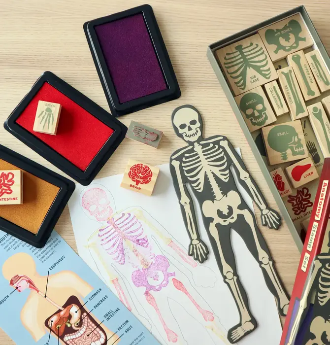 Toy | Stamp Set | Anatomy