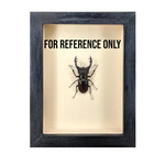 Wall Art | Shadowbox | Thorny Devil Yellow