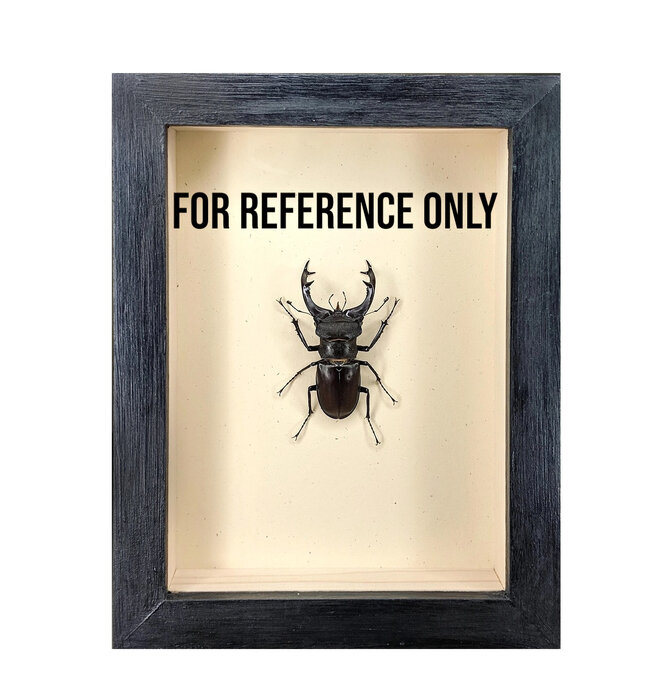 Wall Art | Shadowbox | Thorny Devil Yellow