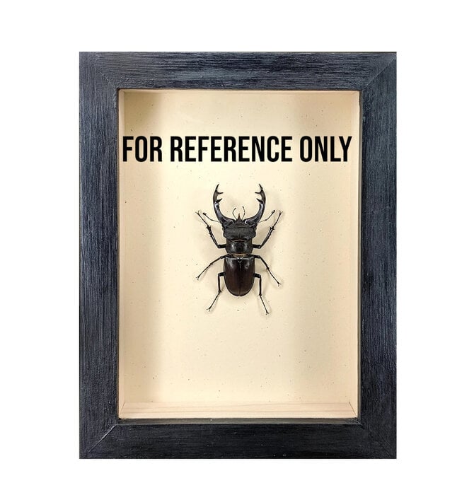 Wall Art | Shadowbox | Beyer's Scarab