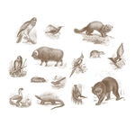 Book | Wild Animals I Have Known
