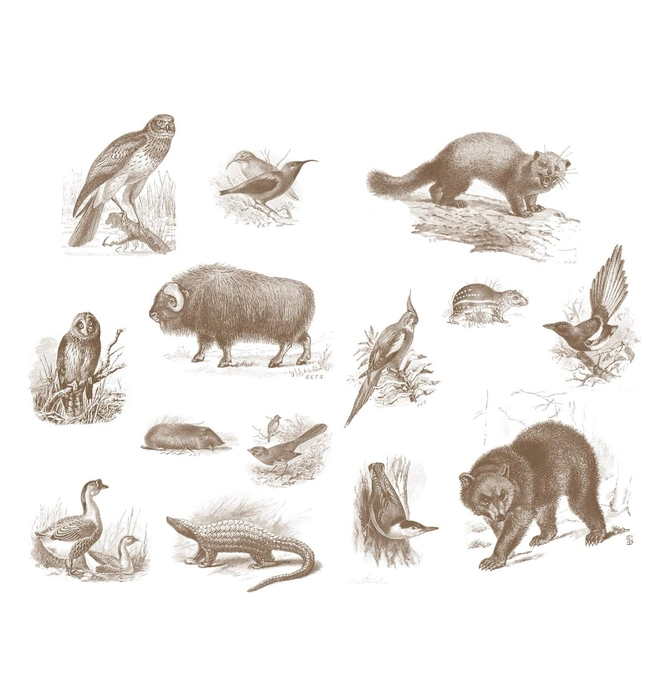 Book | Wild Animals I Have Known