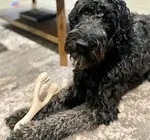 Dog Toy | Betterbone Soft Durable | Beef Flavor