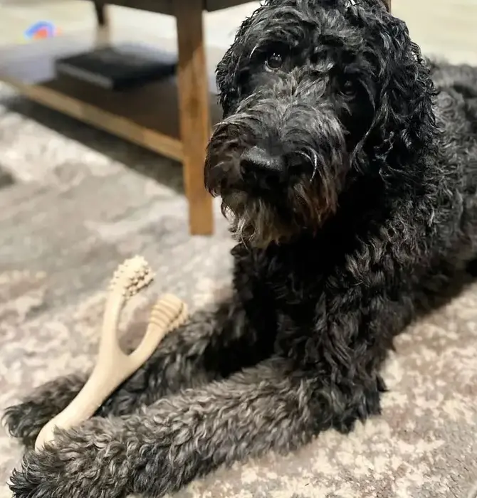 Dog Toy | Betterbone Soft Durable | Beef Flavor