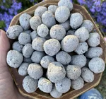 Seed "Love Bombs" Organic | Native Oklahoma Wildflower | 50-Pack