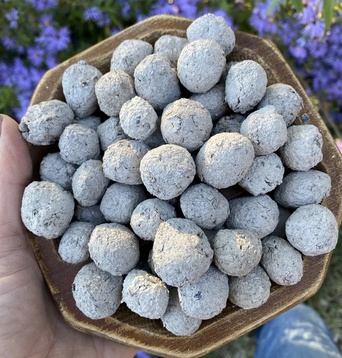 Seed "Love Bombs" Organic | Native Oklahoma Wildflower | 50-Pack