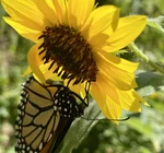 Seed "Love Bombs" Organic | Native Oklahoma Wildflower | 50-Pack
