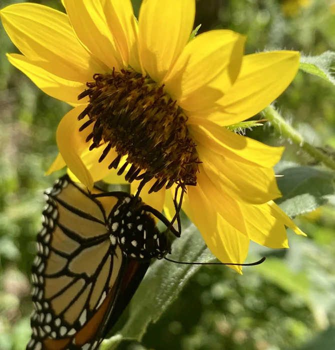 Seed "Love Bombs" Organic | Native Oklahoma Wildflower | 50-Pack