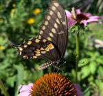 Seed "Love Bombs" Organic | Native Oklahoma Wildflower | 50-Pack