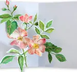 Card | 3D Pop-Up | Blooms Seed Packet