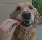 Dog Treat | Ice Cream