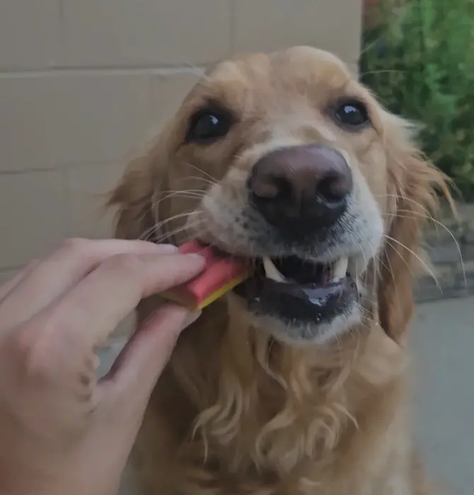 Dog Treat | Ice Cream