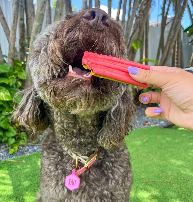 Dog Treat | Ice Cream