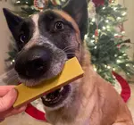 Dog Treat | Ice Cream