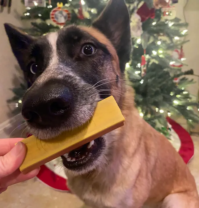 Dog Treat | Ice Cream