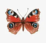 Sticker | Vinyl | Peacock Butterfly