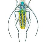 Brooch Pin | Large Beetle