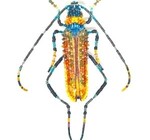 Brooch Pin | Large Beetle
